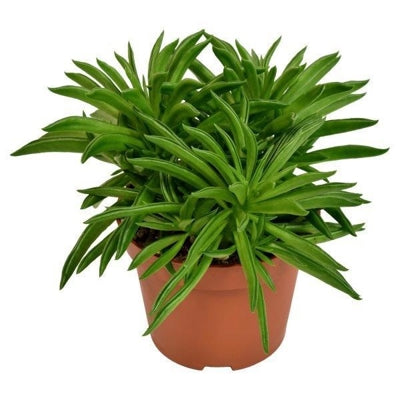 Planta naturala Peperomia Happy-Bean H15 cm PS10.5 cm in pamant