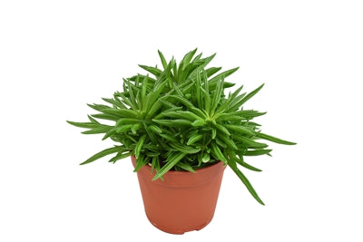 Planta naturala Peperomia Happy-Bean H15 cm PS12 cm in pamant