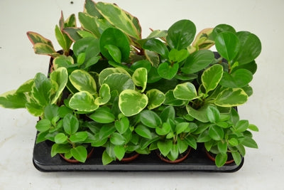 Planta naturala Peperomia mixed H12 cm PS7 cm in pamant