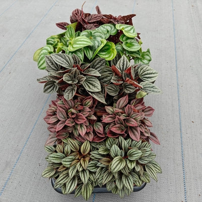 Planta naturala Peperomia mixed trolley H15 cm PS12 cm in pamant