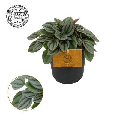 Planta naturala Peperomia 'Napoli Nights' H15 cm PS10.5 cm in pamant
