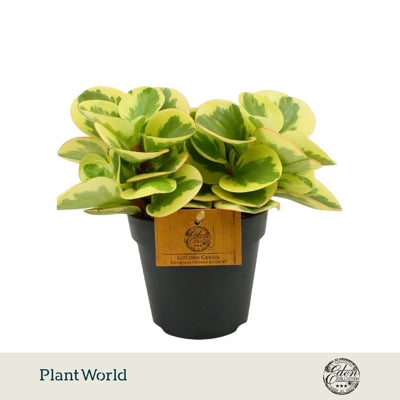Planta naturala Peperomia obtusifolia 'Obtipan Bicolor' H20 cm PS12 cm in pamant