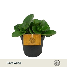 Planta naturala Peperomia obtusifolia 'Obtipan' H15 cm PS10.5 cm in pamant