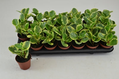 Planta naturala Peperomia obtusifolia 'Variegata' H12 cm PS8.5 cm in pamant