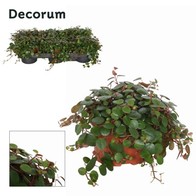Planta naturala Peperomia 'Pepperspot' H15 cm PS10.5 cm in pamant