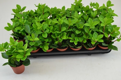 Planta naturala Peperomia pereskiifolia H12 cm PS8.5 cm in pamant