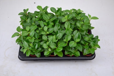Planta naturala Peperomia 'Pixie' H12 cm PS7 cm in pamant