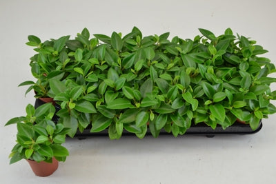 Planta naturala Peperomia 'Pixie' H12 cm PS8.5 cm in pamant