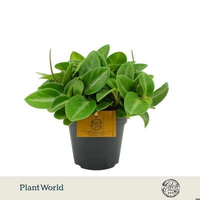 Planta naturala Peperomia 'Pixie' H20 cm PS12 cm in pamant