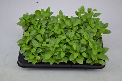 Planta naturala Peperomia 'Pixie Variegated' H12 cm PS7 cm in pamant