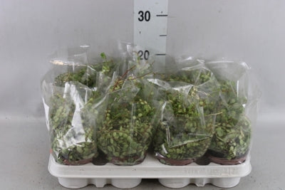 Planta naturala Peperomia prostrata H20 cm PS9 cm in pamant