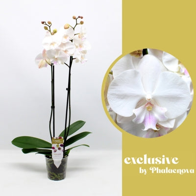 Planta naturala Phalaenopsis Anth. Manta Mindoro H70 cm PS12 cm in pamant