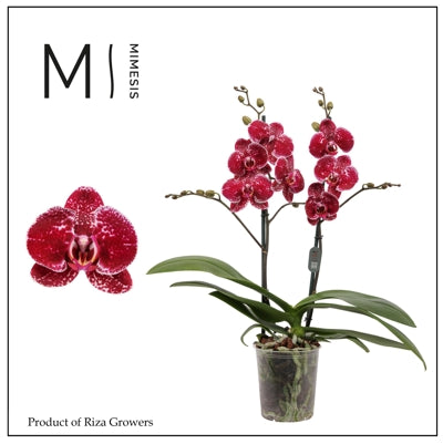 Planta naturala Phalaenopsis Eduction H70 cm PS12 cm in pamant