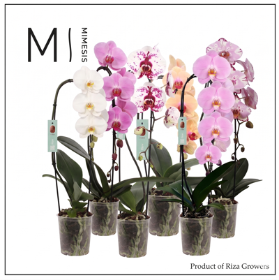 Planta naturala Phalaenopsis mixed H60 cm PS12 cm in pamant