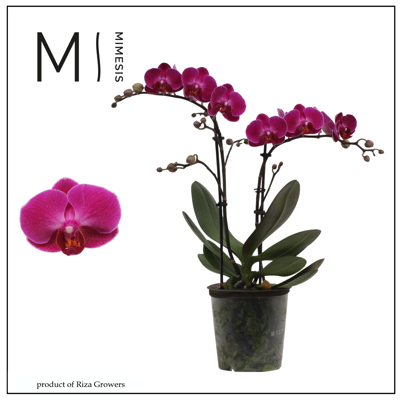 Planta naturala Phalaenopsis Multi. Anthura Morelia H50 cm PS12 cm in pamant