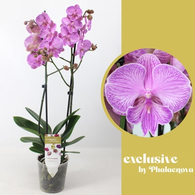 Planta naturala Phalaenopsis pink H60 cm PS12 cm in pamant
