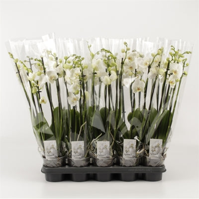 Planta naturala Phalaenopsis white H55 cm PS12 cm in pamant