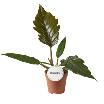 Planta naturala Philodendron bipinnatifidum H35 cm PS12 cm in pamant