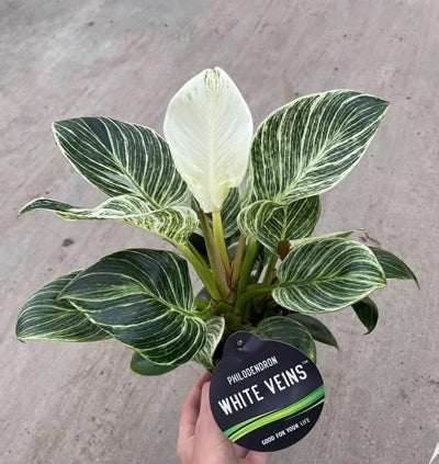 Planta naturala Philodendron 'Birkin' H35 cm PS12 cm in pamant