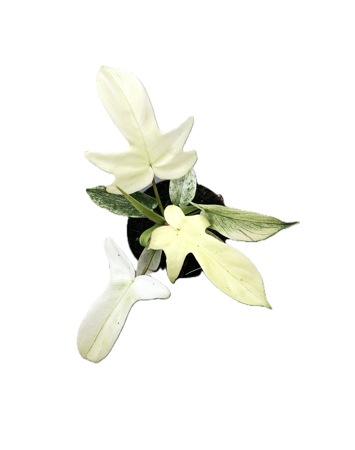 Planta naturala Philodendron 'Florida Ghost' H30 cm PS12 cm in pamant
