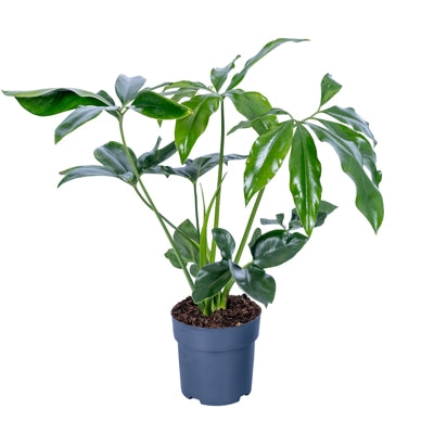 Planta naturala Philodendron 'Fun Bun' H60 cm PS17 cm in pamant