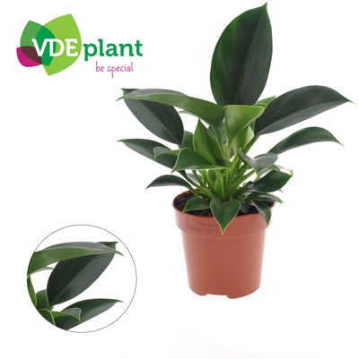 Planta naturala Philodendron 'Green Princess' H25 cm PS12 cm in pamant