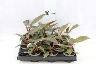 Planta naturala Philodendron H12 cm PS6 cm in pamant