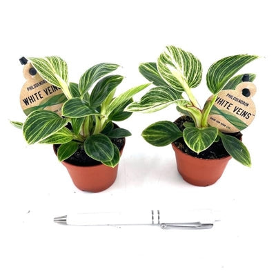 Planta naturala Philodendron H15 cm PS6 cm in pamant