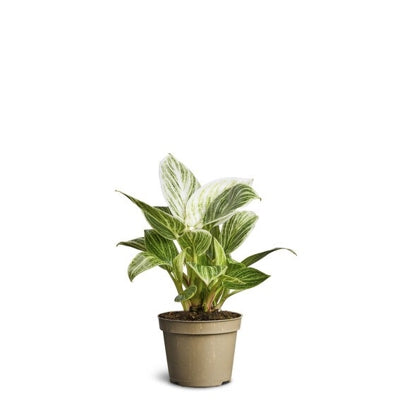 Planta naturala Philodendron H20 cm PS6 cm in pamant