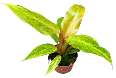 Planta naturala Philodendron H25 cm PS10.5 cm in pamant