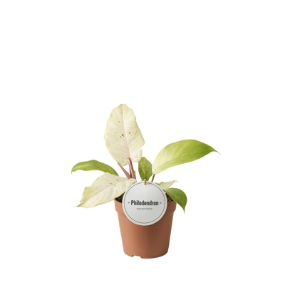 Planta naturala Philodendron H25 cm PS12 cm in pamant