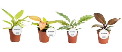 Planta naturala Philodendron H30 cm PS12 cm in pamant