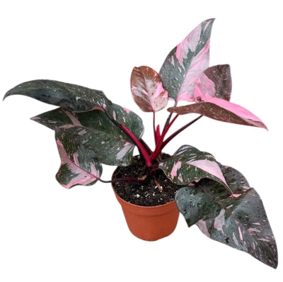 Planta naturala Philodendron H30 cm PS14 cm in pamant
