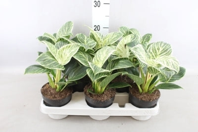 Planta naturala Philodendron H35 cm PS11 cm in pamant