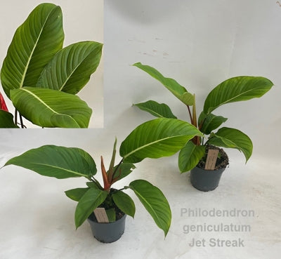Planta naturala Philodendron H50 cm PS14 cm in pamant