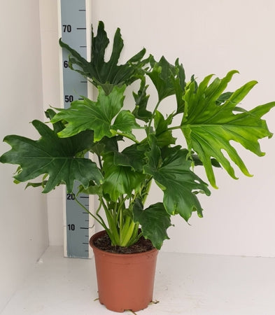 Planta naturala Philodendron H65 cm PS19 cm in pamant