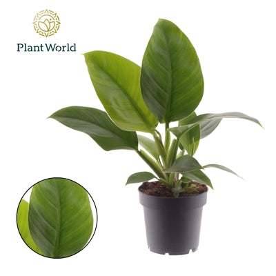 Planta naturala Philodendron 'Imperial Green' H40 cm PS12 cm in pamant