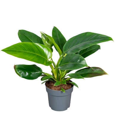 Planta naturala Philodendron 'Imperial Green' H40 cm PS14 cm in pamant