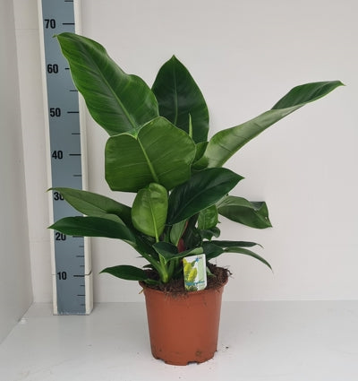 Planta naturala Philodendron 'Imperial Green' H65 cm PS19 cm in pamant