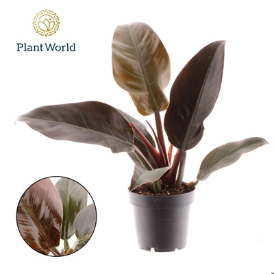 Planta naturala Philodendron 'Imperial Red' H40 cm PS12 cm in pamant