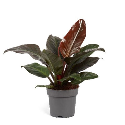 Planta naturala Philodendron 'Imperial Red' H70 cm PS24 cm in pamant