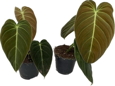 Planta naturala Philodendron melanochrysum H20 cm PS12 cm in pamant