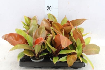 Planta naturala Philodendron 'Prince Of Orange' H13 cm PS6 cm in pamant