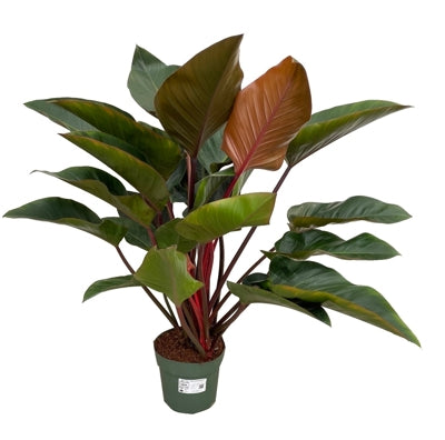 Planta naturala Philodendron 'Red Beauty' H100 cm PS27 cm in pamant