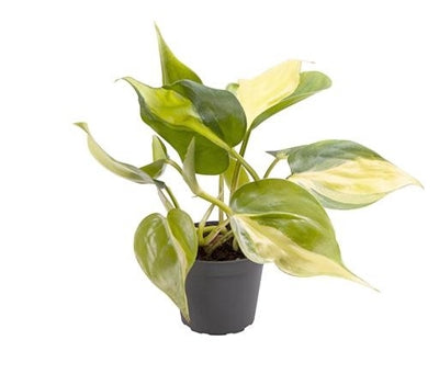 Planta naturala Philodendron scandens 'Brasil' H12 cm PS6 cm in pamant