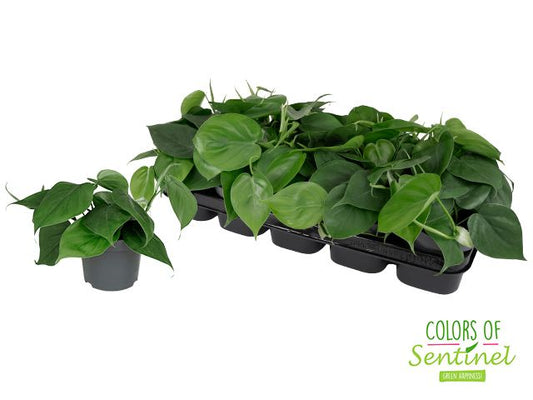 Planta naturala Philodendron scandens H25 cm PS12 cm in pamant