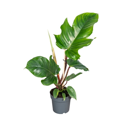Planta naturala Philodendron squamiferum H40 cm PS14 cm in pamant