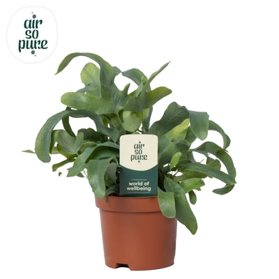 Planta naturala Phlebodium aureum 'Blue Star' H15 cm PS9 cm in pamant