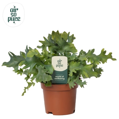 Planta naturala Phlebodium aureum Davana H15 cm PS9 cm in pamant