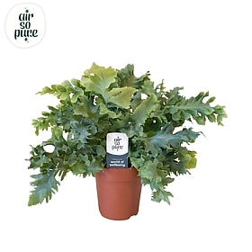 Planta naturala Phlebodium aureum Davana H35 cm PS12 cm in pamant